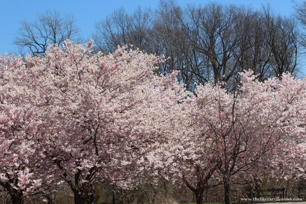 cherry blossoms