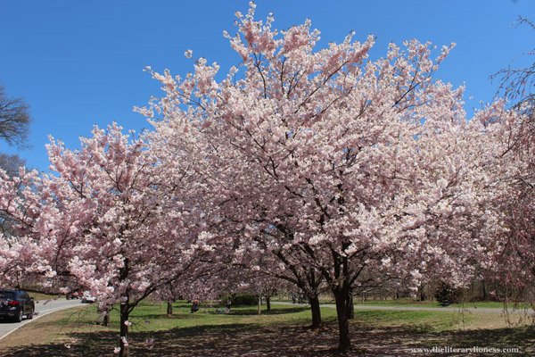 cherry blossoms 