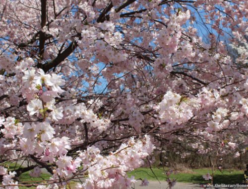 cherry blossom tree