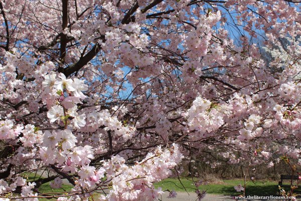 cherry blossoms