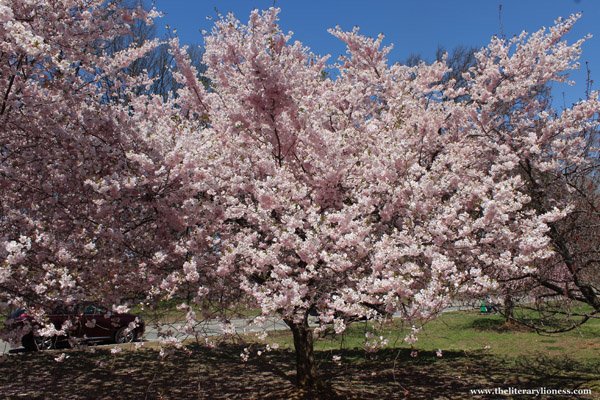 cherry blossoms