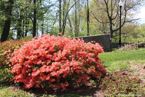 flowering bush