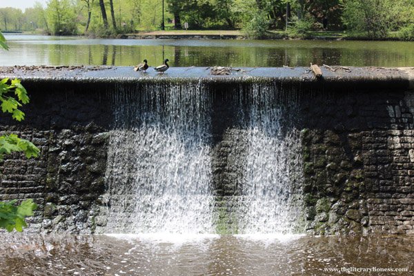 waterfall with ducks