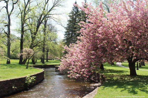 flowering tree